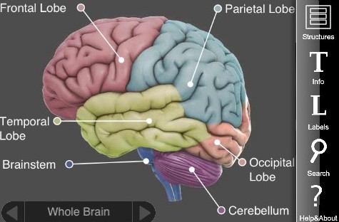 3d brain ipad