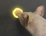 play with pigs play with pigs