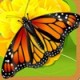 relaxing iphone ipad app relaxing iphone ipad app